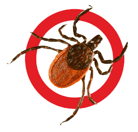 Tick insect PNG-51896